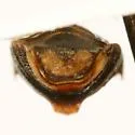 Pachybrachis fortis - photo 5
