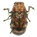 Pachybrachis fuscipes