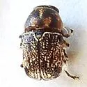 Pachybrachis fuscipes - photo 2