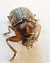 Pachybrachis fuscipes - photo 3