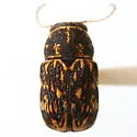 Pachybrachis gracilipes - Pachybrachis gracilipes