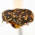 Pachybrachis gracilipes - photo 2