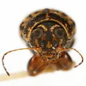 Pachybrachis gracilipes - photo 3