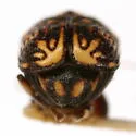 Pachybrachis gracilipes - photo 4