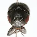 Pachybrachis hector - photo 5