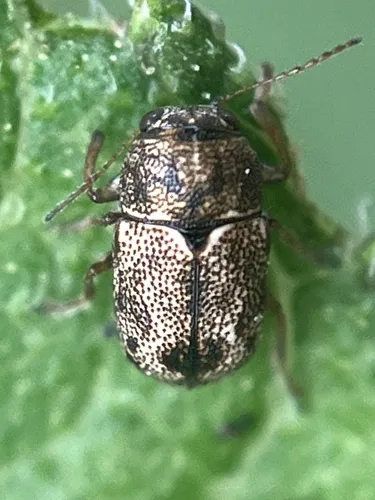 Pachybrachis hepaticus - Pachybrachis hepaticus