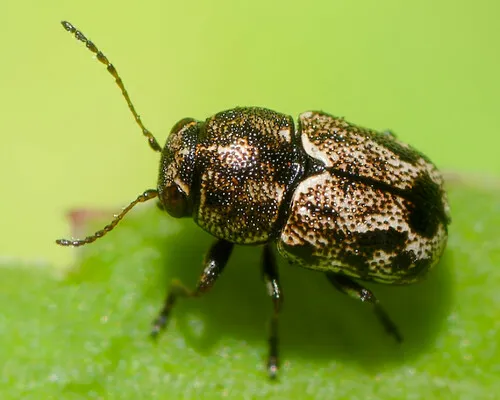 Pachybrachis hepaticus - photo 2