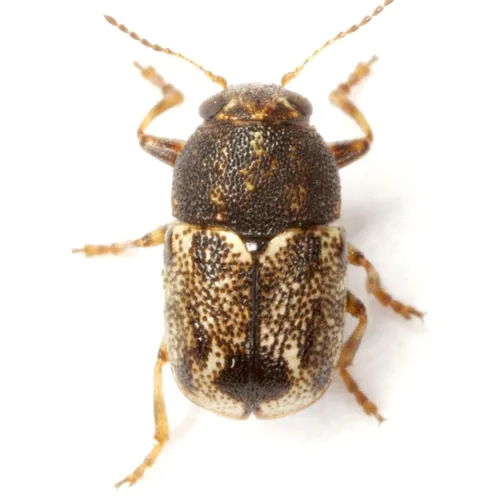 Pachybrachis hepaticus - photo 3
