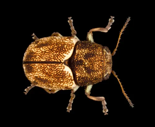 Pachybrachis hepaticus - photo 4