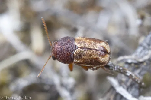 Pachybrachis hepaticus - photo 5