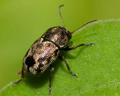 Pachybrachis hepaticus - photo 8