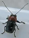 Pachybrachis hybridus - photo 2