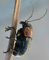 Pachybrachis hybridus - photo 3