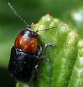 Pachybrachis hybridus - photo 4