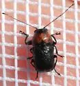 Pachybrachis hybridus - photo 5
