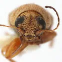 Pachybrachis immaculatus - photo 2