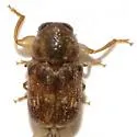 Pachybrachis integratus