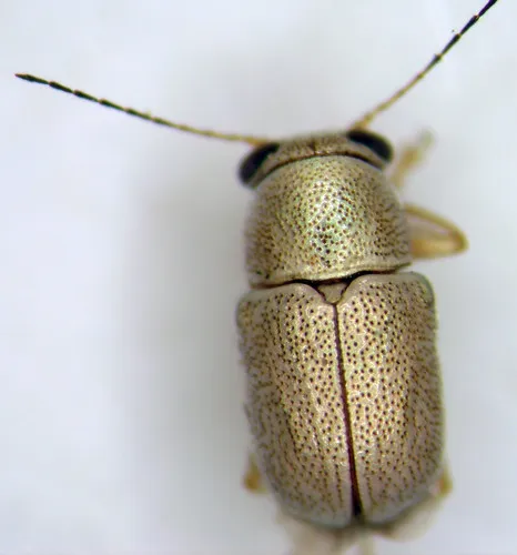Pachybrachis jacobyi - photo 2