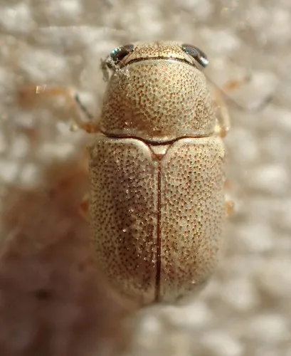 Pachybrachis jacobyi - photo 3