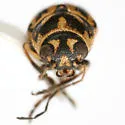 Pachybrachis kentuckyensis - photo 2