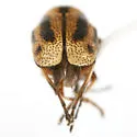 Pachybrachis kentuckyensis - photo 3