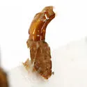 Pachybrachis kentuckyensis - photo 4