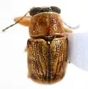 Pachybrachis laevis - Pachybrachis laevis