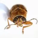Pachybrachis laevis - photo 2