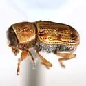 Pachybrachis laevis - photo 3
