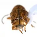 Pachybrachis laevis - photo 4