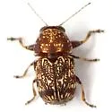Pachybrachis latithorax - photo 3