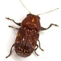 Pachybrachis latithorax - photo 4