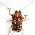 Pachybrachis latithorax - photo 5