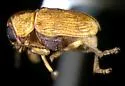 Pachybrachis livens - photo 2