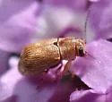Pachybrachis livens - photo 4
