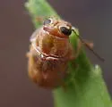 Pachybrachis livens - photo 5