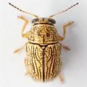 Pachybrachis lodingi - Pachybrachis lodingi