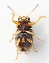 Pachybrachis lodingi - photo 2