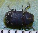Pachybrachis luridus - photo 2
