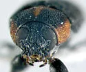Pachybrachis luridus - photo 4