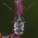 Pachybrachis luridus - photo 5