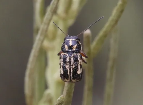 Pachybrachis lustrans - Pachybrachis lustrans