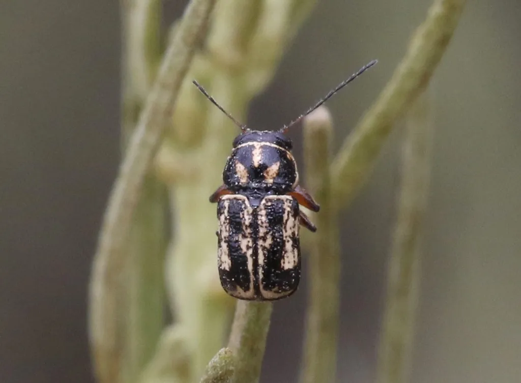Pachybrachis lustrans - photo 2
