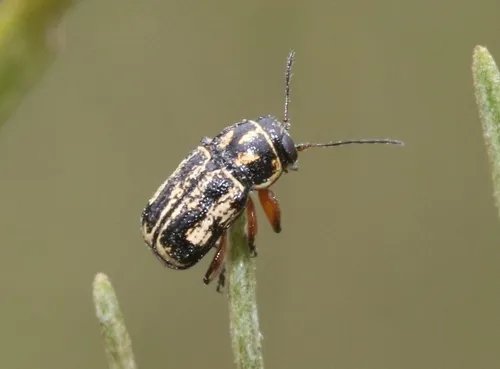 Pachybrachis lustrans - photo 3