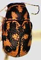 Pachybrachis m-nigrum - photo 2