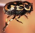 Pachybrachis m-nigrum - photo 3