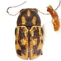 Pachybrachis m-nigrum - photo 4
