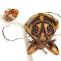 Pachybrachis m-nigrum - photo 5