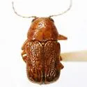 Pachybrachis macronychus - Pachybrachis macronychus