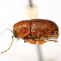 Pachybrachis macronychus - photo 2
